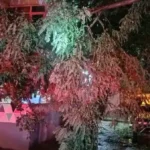 Erdekte firtina ve dolu yagisi agaclar devrildi catilar uctu fnSQHK8Z